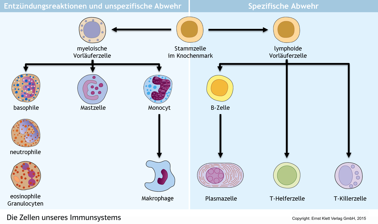 Immunabwehr :: Proversion :: Lehr-Lern-Umgebung :: Material