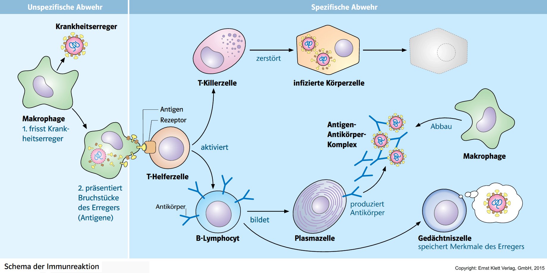 Immunabwehr :: Basisversion :: Lehr-Lern-Umgebung :: Material